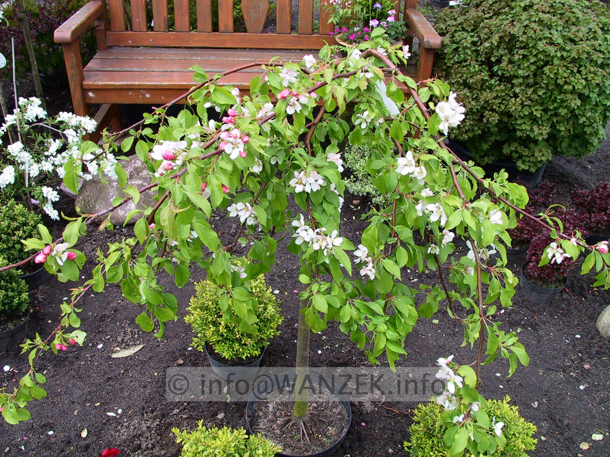 Malus Red Jade - bluehend.jpg